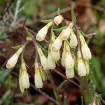 Golden drop (Onosma echioides)