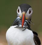 A  Right  Beak  Full  2