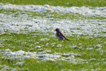 Fieldfare