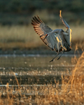 Sandhill Crane slowing to land, Bosque del Apache, New Mexico