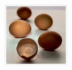 Egg Shell.