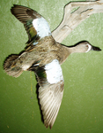 LEVI - BLUE WING