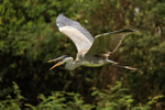 Cocoi Heron (immature) in flight, Mato Grosso, Brazil