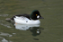 Goldeneye (male), Tierpark Hellabrun, Germany