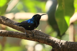 Purple Sunbird, Tala, Madhya Pradesh, India