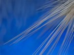 Blue 3