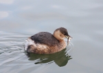 Little Grebe with lunch