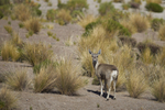 Altiplano of North-East Chile portfolio