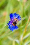 bee-6989
