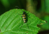 Wasp Beetle