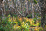 Sunlit Ferns