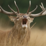 Red Deer Stag SD2538