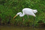 Great White Egret