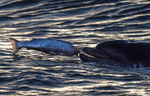 Chanory point, Bottle nose dolphins
