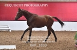 BPP_1833
