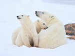 Polar Bear family group, Churchill, Canada