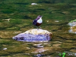 Dipper on stone