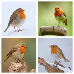 Robins