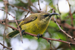 Close-up of Bronze Sunbird (female) perched on a thorny branch