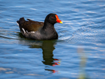 Moorhen