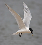 Sandwich Tern portfolio