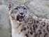 Snow Leopard-2