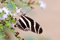 Postman - Heliconius melpomene
