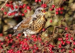 Fieldfare 1