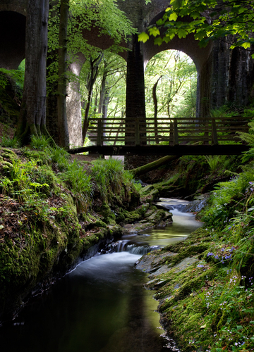 Spring in Groudle Glen. Wonderful fresh shades of green and dots of colour from the little wild flowers.