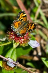 AnimalsCreatures _0041