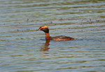 Slavonian Grebe