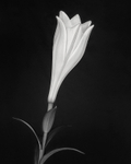 Still Life Photograph of a Lily in Black & White