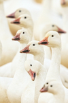 Snow Goose heads, Bosque del Apache, New Mexico