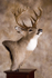 Whitetail Table Pedestal