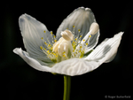 Grass-of-Parnassus (02)