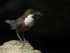 Dippers, North Wales