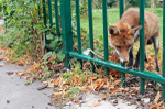Urban Fox, Bristol _ UR071