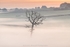 ab523 Lone tree at dawn
