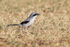 Loggerhead Shrike on the ground, Fort De Soto Park, Florida