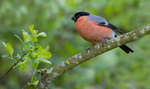 Bullfinch