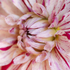 12th July Dahlia Flower