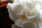 Flowers Set 2 - 09