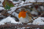 Robin