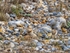 Snow Bunting