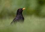 Blackbird - Turdus merula