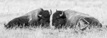 Bison Pair