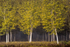 Misty Trees