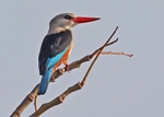Grey Headed Kingfisher
