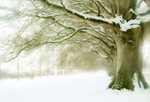 Winter Beeches