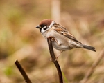 Tree Sparrow portfolio